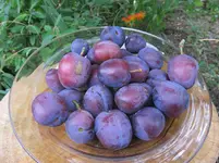 IMG_9118v.webp
