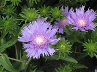 Bild 273.webp