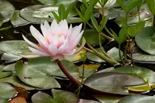 Rosa_0001.webp