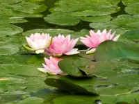 Rosa_0002.webp