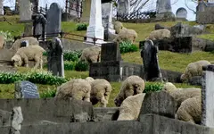 17.8.2014 Robyn Wakapuaka Cementery (7)v.webp