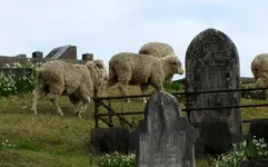 17.8.2014 Robyn Wakapuaka Cementery (17)v.webp