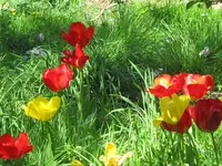 3. Garden (39)v.webp
