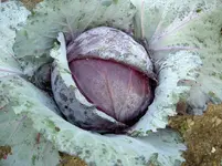 Rotkohl  in lila v.webp