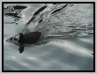 044.webp