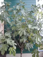 002.webp