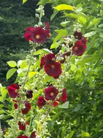 029.webp