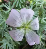 geranium argenteum.webp
