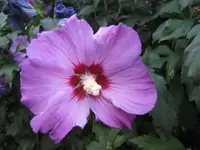 017.webp