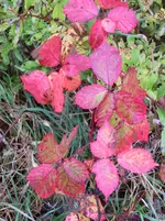 CIMG9463.webp