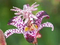 Trycirtis hirta.webp
