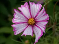 026.webp