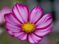 027.webp