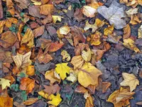 DSCF5684.webp