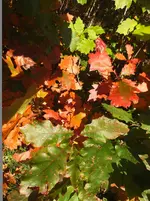 DSCF5688.webp