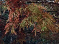 DSCF5692.webp
