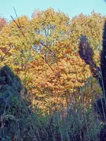 DSCF5695.webp