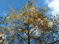 DSCF5701.webp