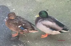 T_Enten__10.2014_mr.ditschy.webp