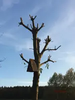 G_Baum_gemeineEsche_Schaukel_Vogelhaus_geschnitten__28.10.2014_mr.ditschy.webp