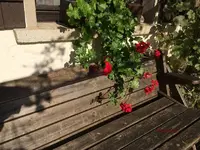 G_Blume_HängeGeranie_Bank Herbst__02.11.2014_mr.ditschy.webp