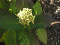 013.webp