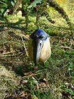 Schräger Vogel.webp