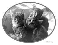 T_Katzenjunge 4__18.10.2014_mr.ditschy.webp