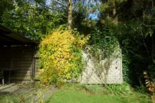 Kletterhortensie.webp