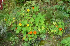 Kapuzinerkresse.webp