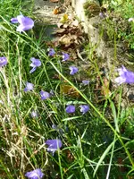 Glockenblumen.webp