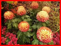 017.webp