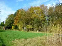 Wildhecke.webp