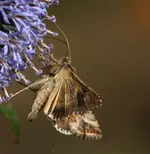 Gammaeule 2.11. distel.webp