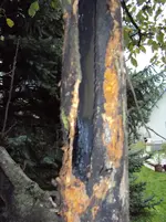 Baum1.webp