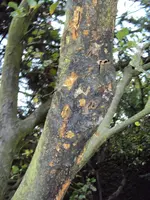 Baum3.webp