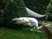 Pfau.webp