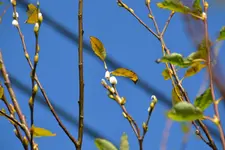 Himmlisch_00001.webp