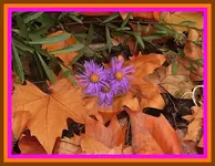 042.webp