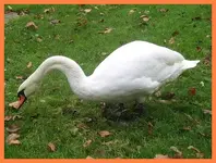 050.webp