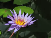 Seerose v.webp
