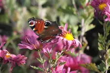 tagpfauenauge.webp