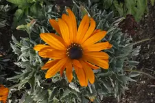 DSCF8838.webp