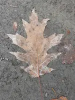 P1220801.webp