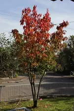 2014_11_01-kirschrot.webp