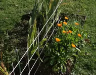 2014_11_01-ringelblumen.webp