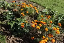 2014_11_01-tagetes.webp