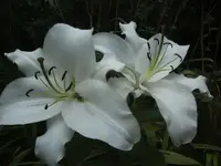 BILD3288.webp