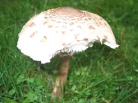 025.webp