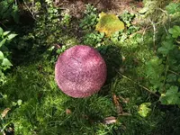 BILD3571.webp
